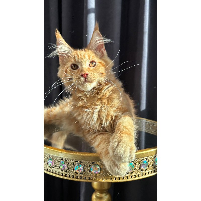 Maine Coon NOV Iggy
