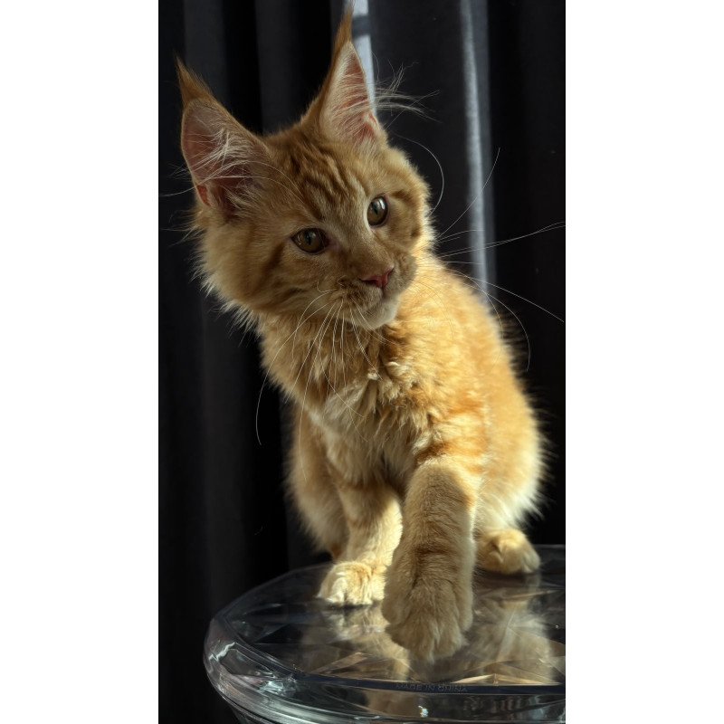 Maine Coon NOV Iggy