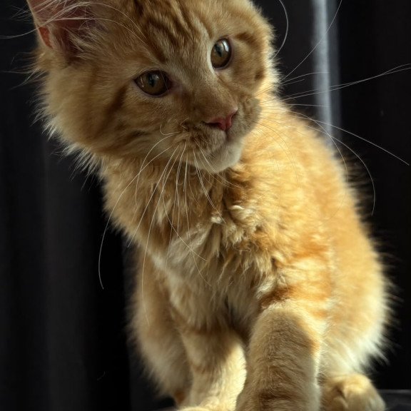 Maine Coon NOV Iggy
