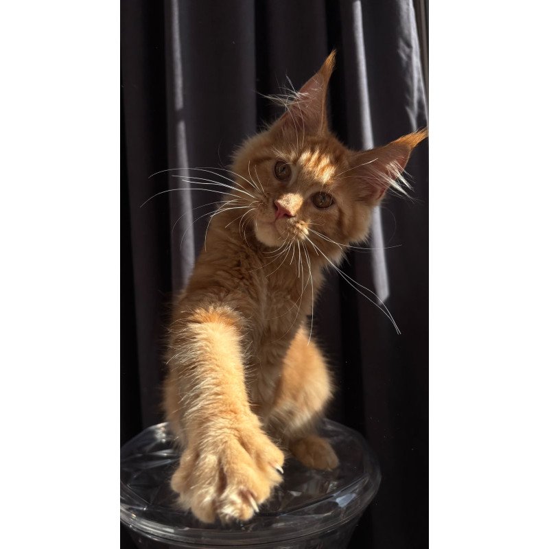 Maine Coon NOV Iggy