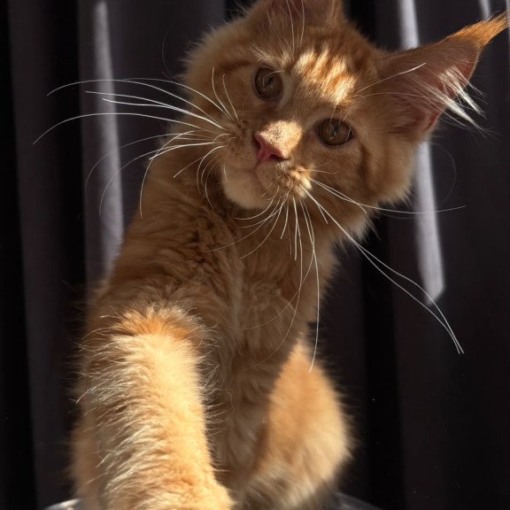 Maine Coon NOV Iggy