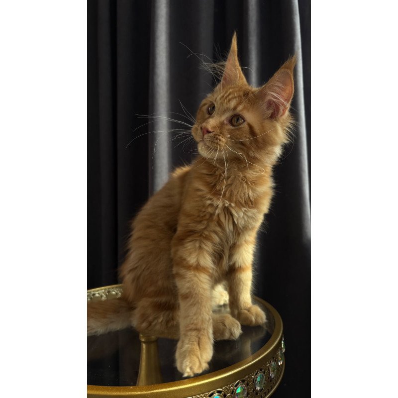 Maine Coon NOV Iggy