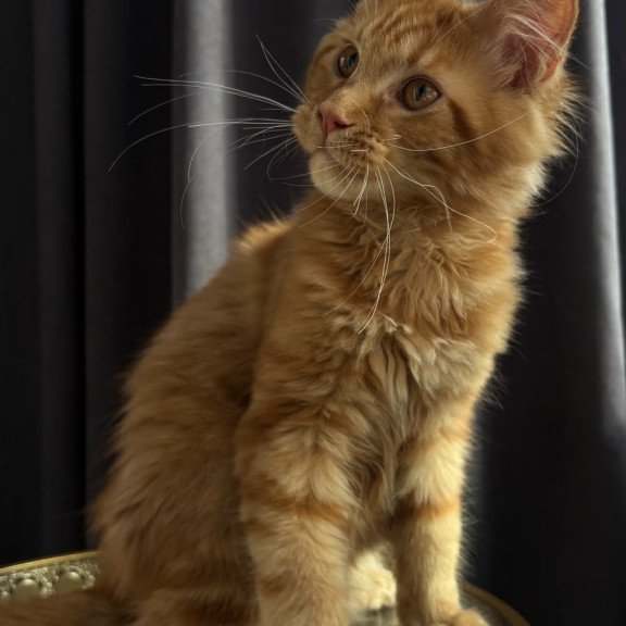Maine Coon NOV Iggy