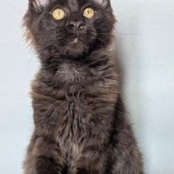 Maine Coon EZ Kаssandra