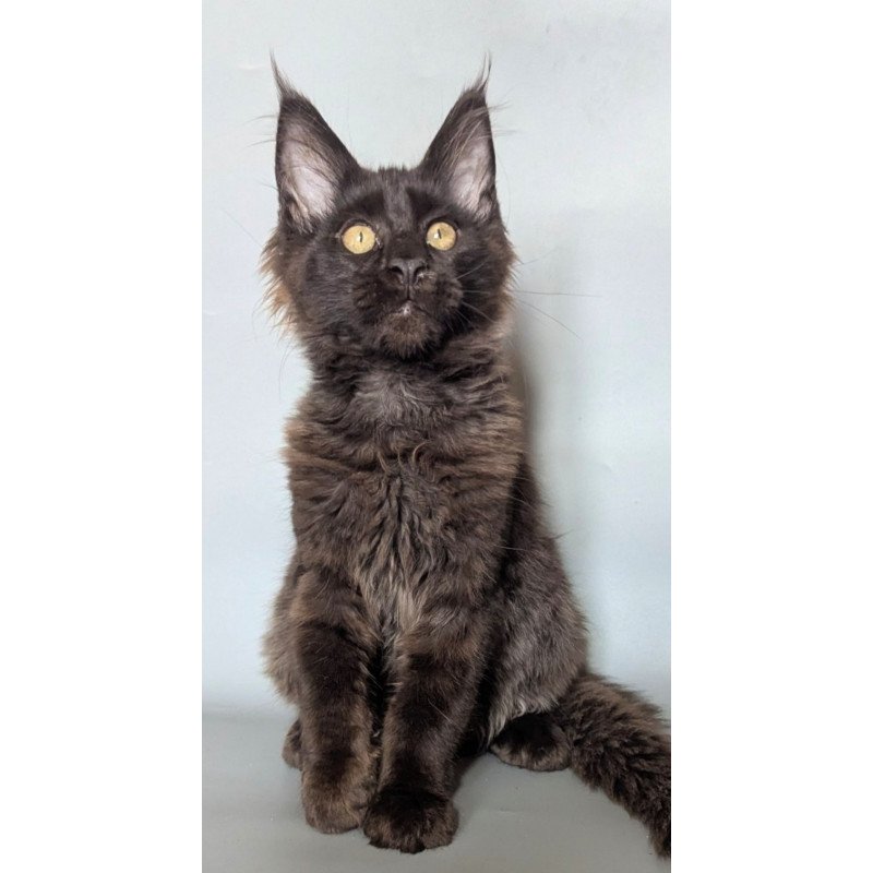 Maine Coon EZ Kаssandra
