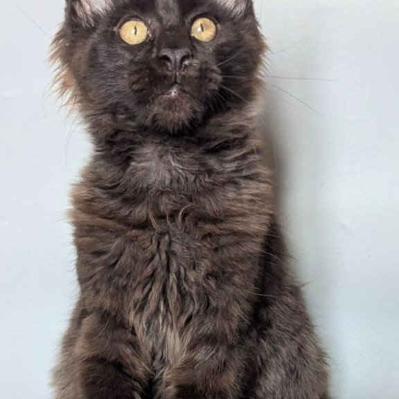 Maine Coon EZ Kаssandra