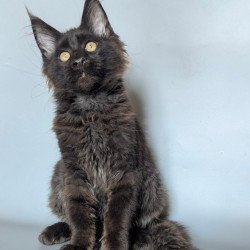 Maine Coon EZ Kаssandra