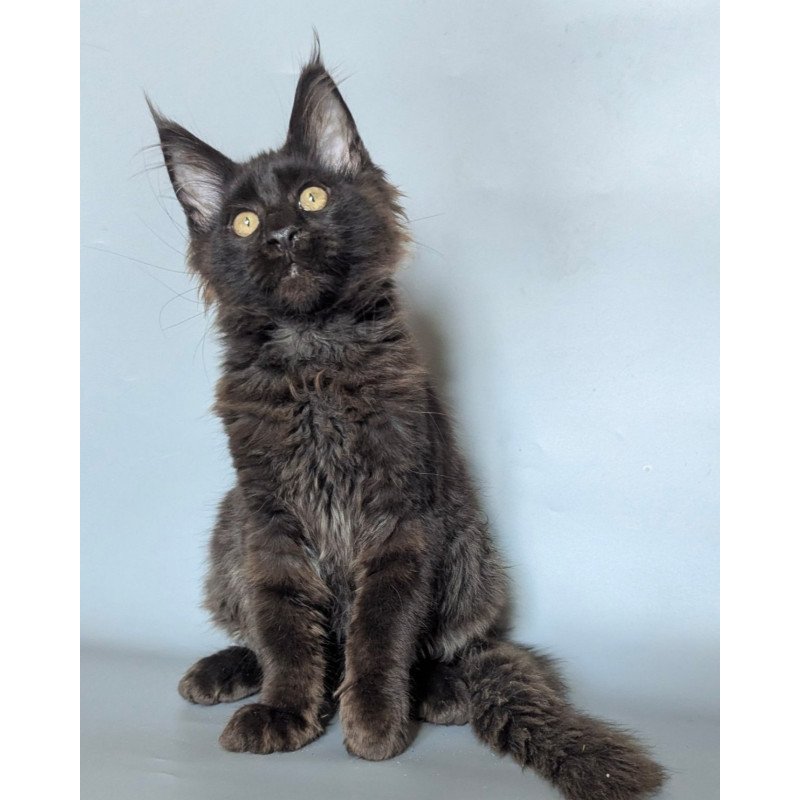 Maine Coon EZ Kаssandra