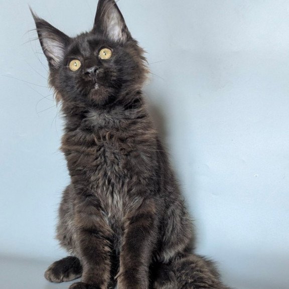 Maine Coon EZ Kаssandra