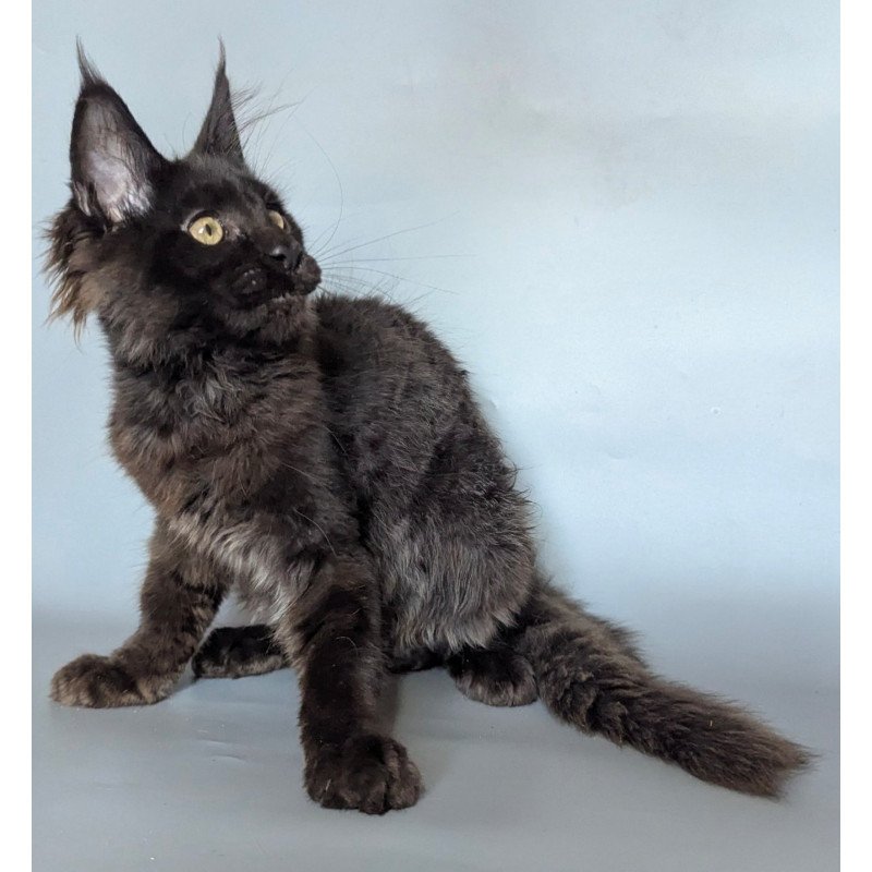 Maine Coon EZ Kаssandra