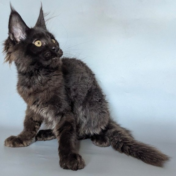Maine Coon EZ Kаssandra