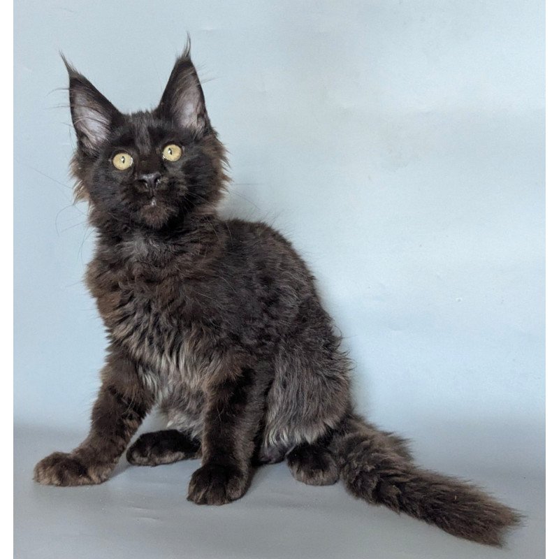 Maine Coon EZ Kаssandra