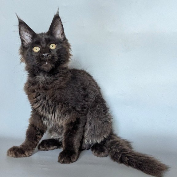 Maine Coon EZ Kаssandra