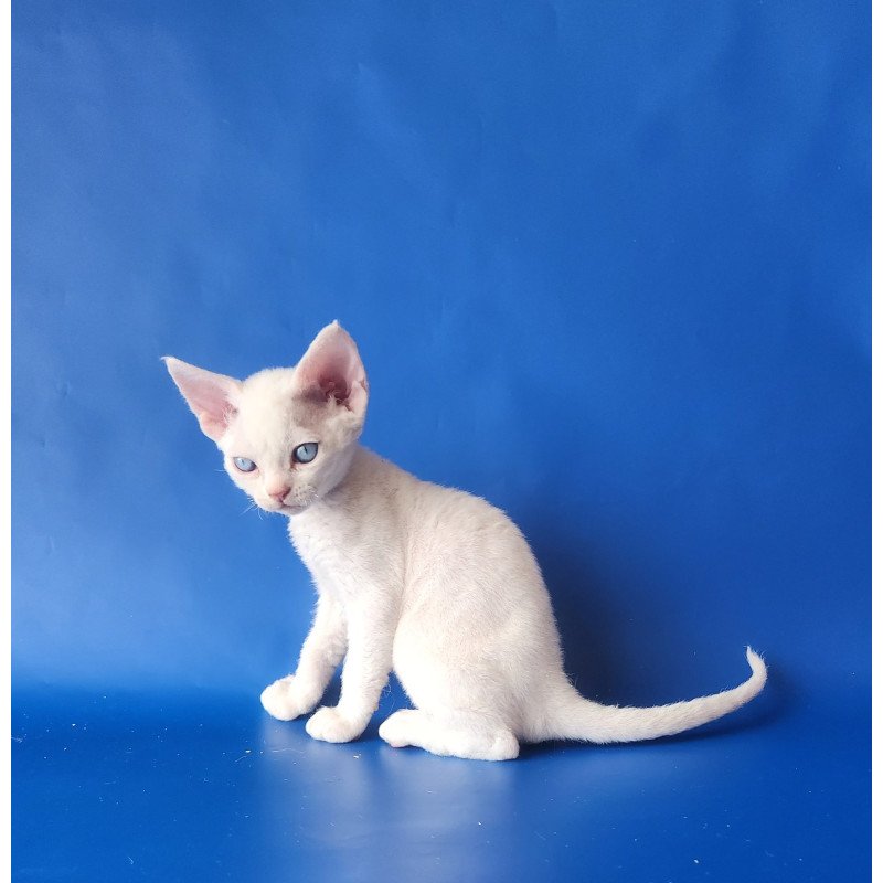 Devon Rex EZ Marina