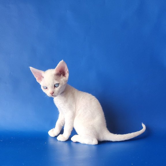 Devon Rex EZ Marina