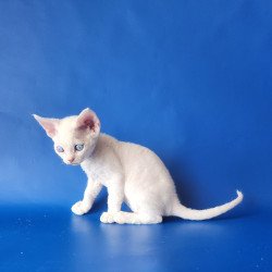Devon Rex EZ Marina