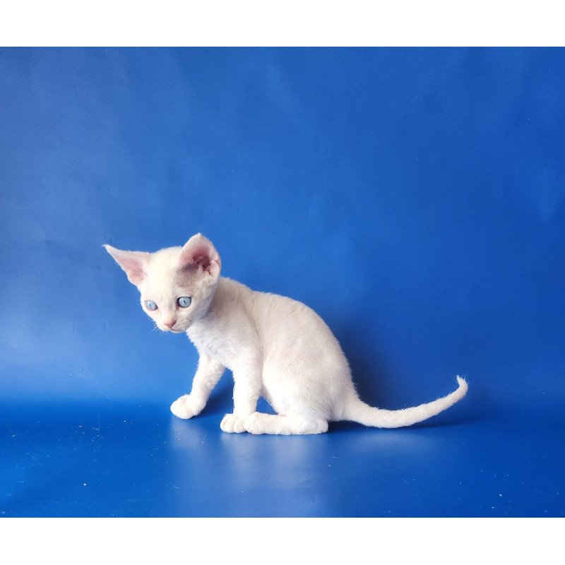 Devon Rex EZ Marina