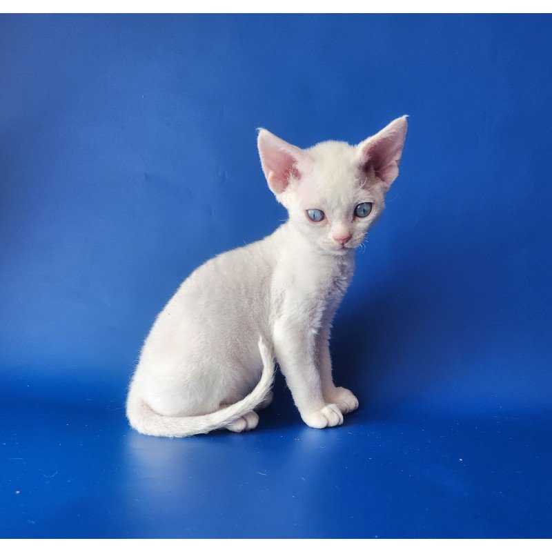 Devon Rex EZ Marina