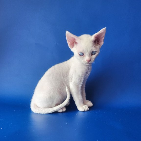 Devon Rex EZ Marina