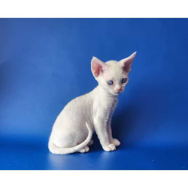 Devon Rex EZ Marina