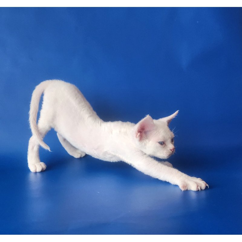 Devon Rex EZ Marina