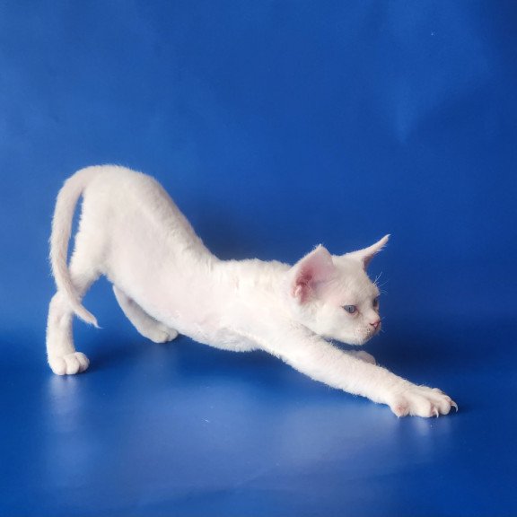 Devon Rex EZ Marina