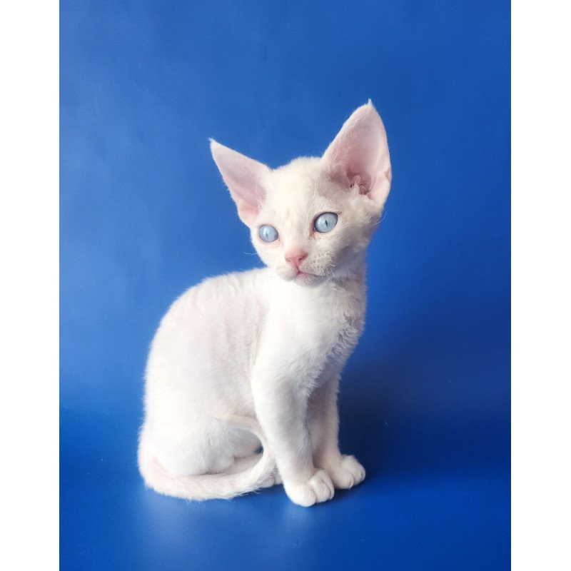Devon Rex EZ Marina