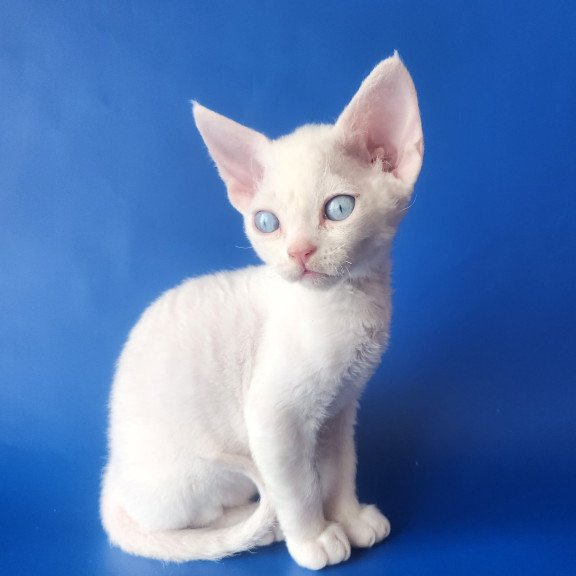 Devon Rex EZ Marina