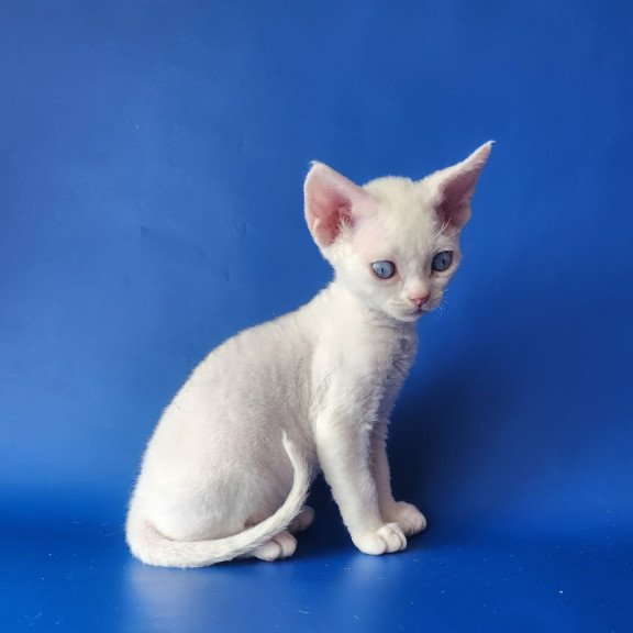 Devon Rex EZ Marina