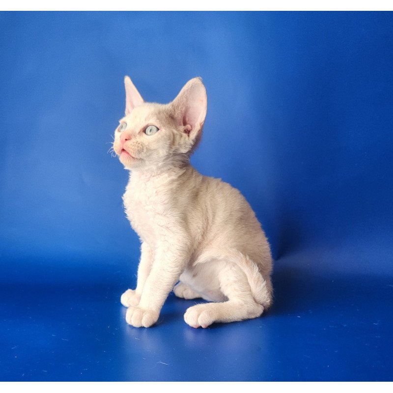 Devon Rex EZ Maria