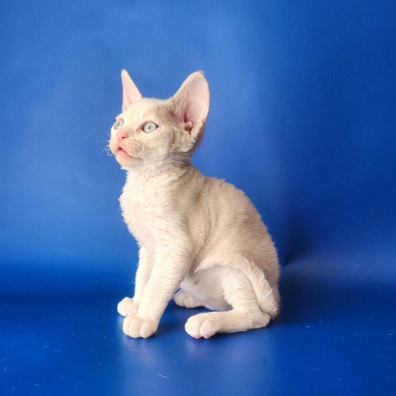 Devon Rex EZ Maria