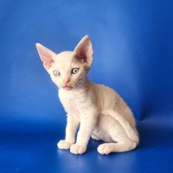 Devon Rex EZ Maria