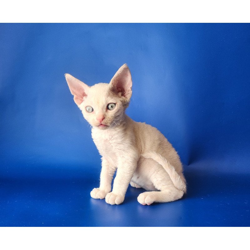 Devon Rex EZ Maria