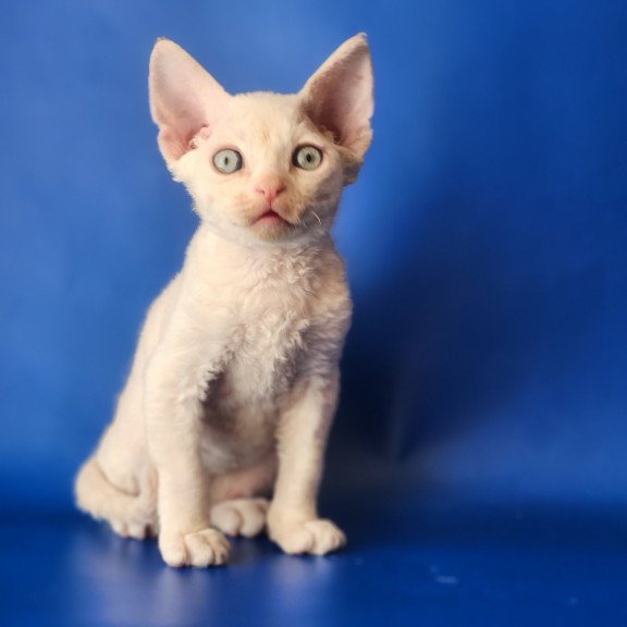 Devon Rex EZ Maria