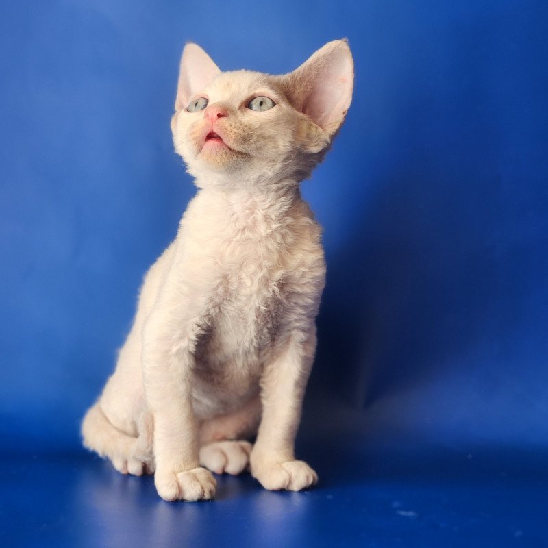 Devon Rex EZ Maria
