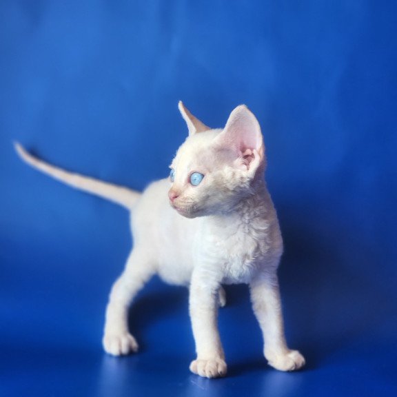 Devon Rex EZ Marat
