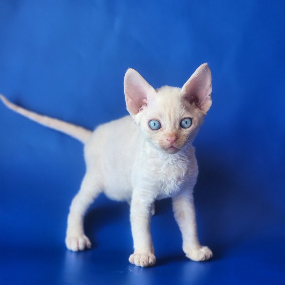 Devon Rex EZ Marat