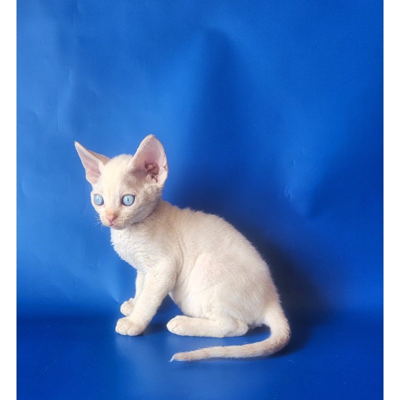 Devon Rex EZ Marat