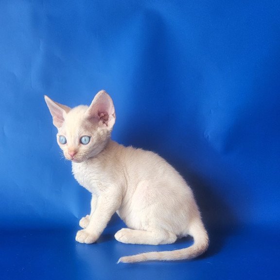 Devon Rex EZ Marat