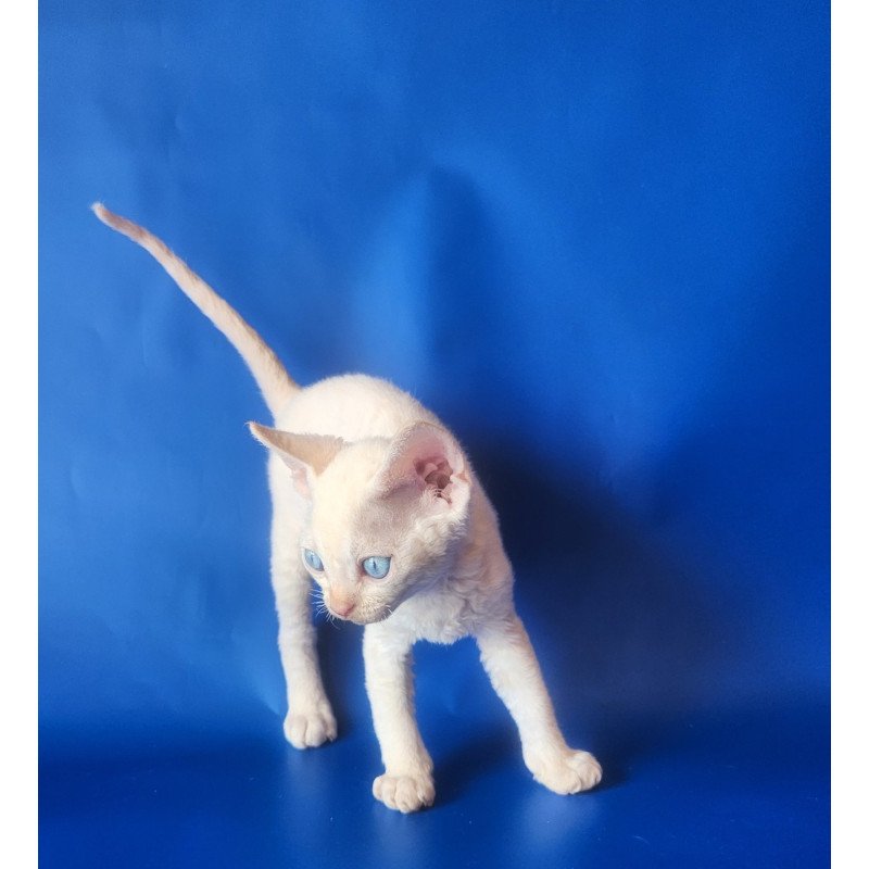 Devon Rex EZ Marat