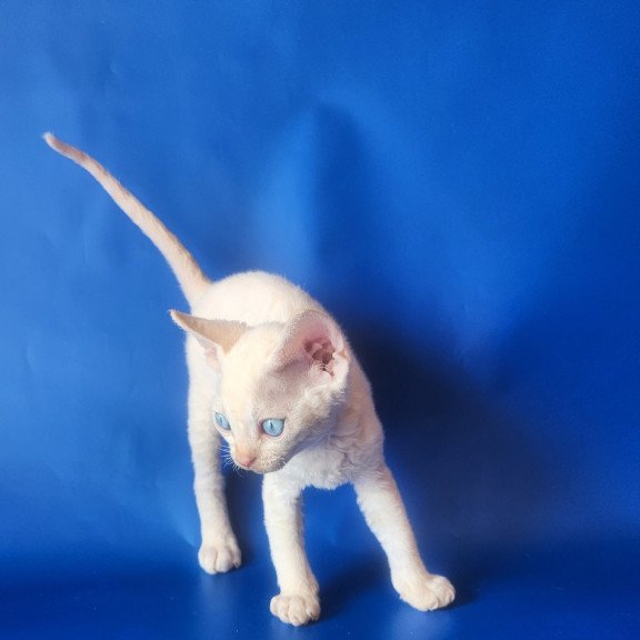 Devon Rex EZ Marat