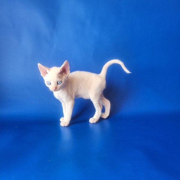 Devon Rex EZ Marat