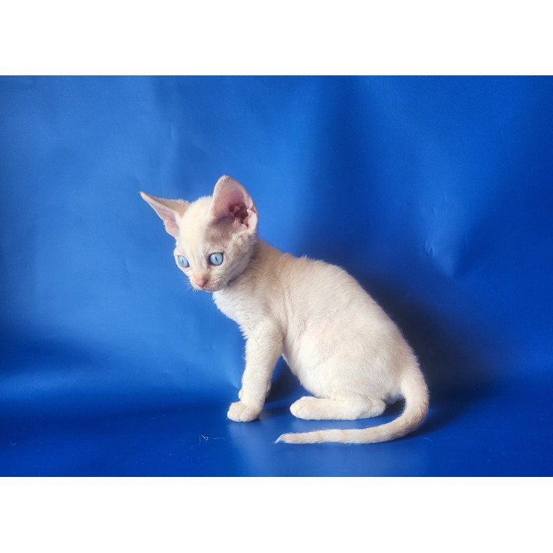 Devon Rex EZ Marat