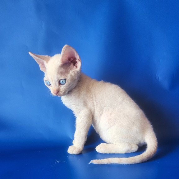 Devon Rex EZ Marat