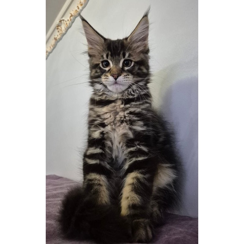 Maine Coon EZ Kaiser