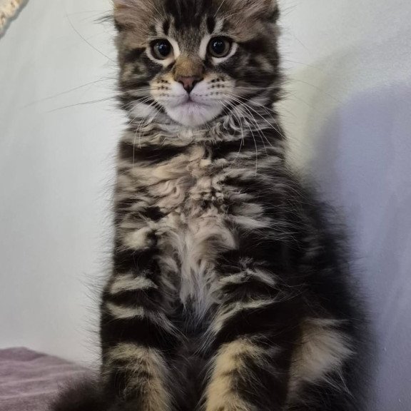 Maine Coon EZ Kaiser