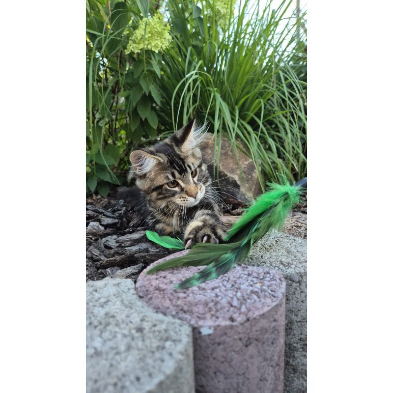 Maine Coon EZ Kaiser