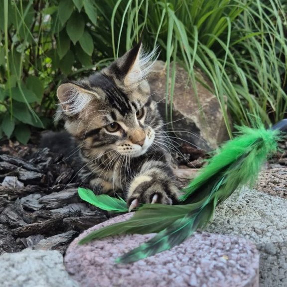 Maine Coon EZ Kaiser