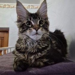 Maine Coon EZ Kaiser