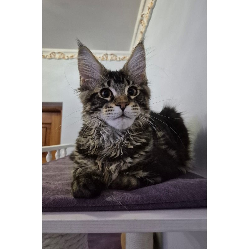 Maine Coon EZ Kaiser